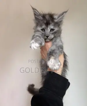 1-3 months Male Purebred Maine Coon