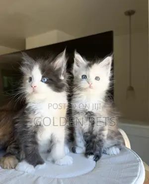 1-3 months Female Purebred Maine Coon