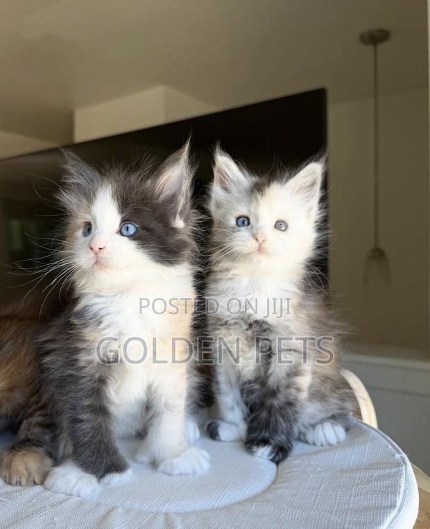 1-3 months Female Purebred Maine Coon