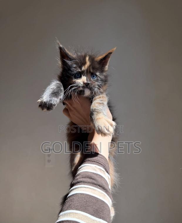 1-3 months Female Purebred Maine Coon