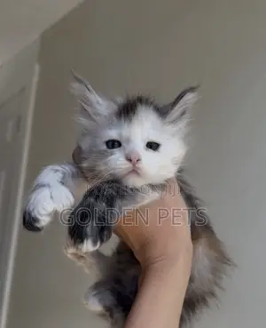 1-3 months Female Purebred Maine Coon
