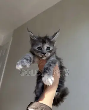 1-3 months Male Purebred Maine Coon