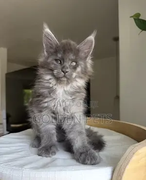 1-3 months Male Purebred Maine Coon