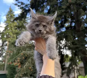 1-3 months Male Purebred Maine Coon