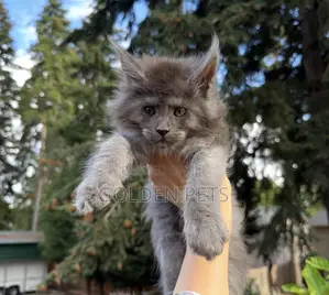 1-3 months Male Purebred Maine Coon
