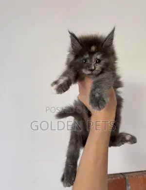1-3 months Female Purebred Maine Coon