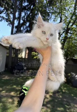 3-6 months Female Purebred Maine Coon