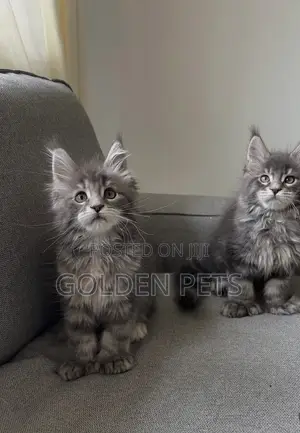 1-3 months Female Purebred Maine Coon