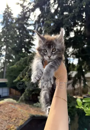 1-3 months Male Purebred Maine Coon