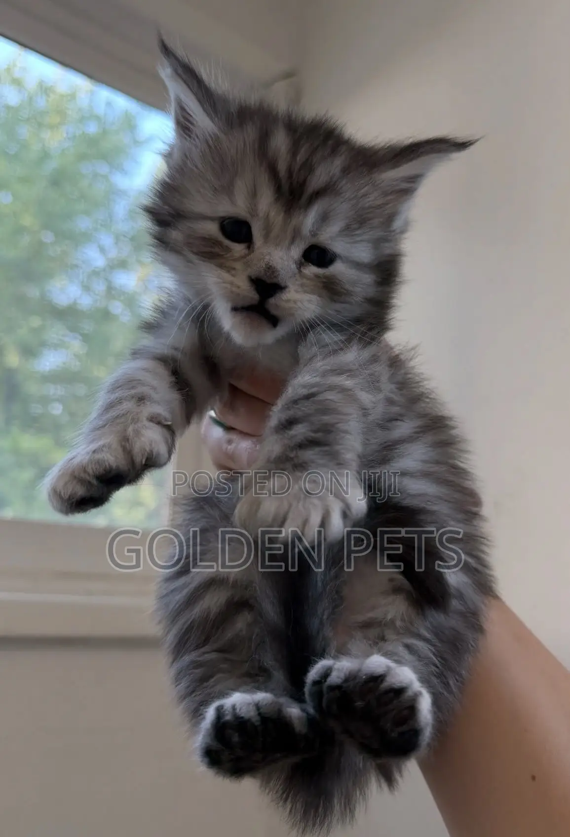 1-3 months Male Purebred Maine Coon