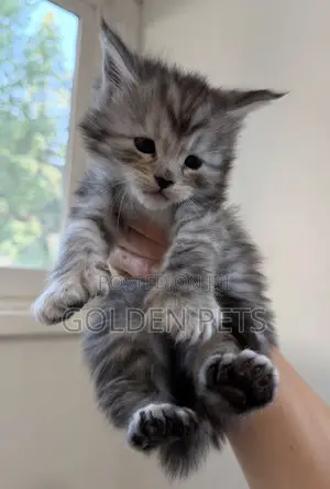 1-3 months Female Purebred Maine Coon