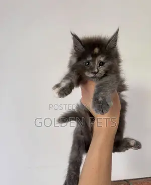 1-3 months Female Purebred Maine Coon