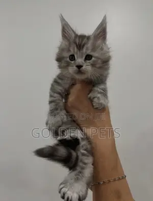 1-3 months Male Purebred Maine Coon