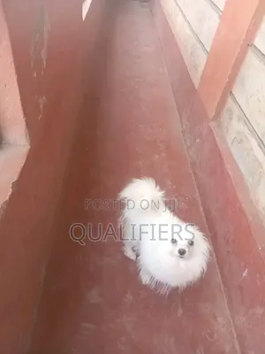 1+ year Male Purebred Japanese Spitz