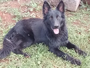 6-12 months Male Purebred German Shepherd