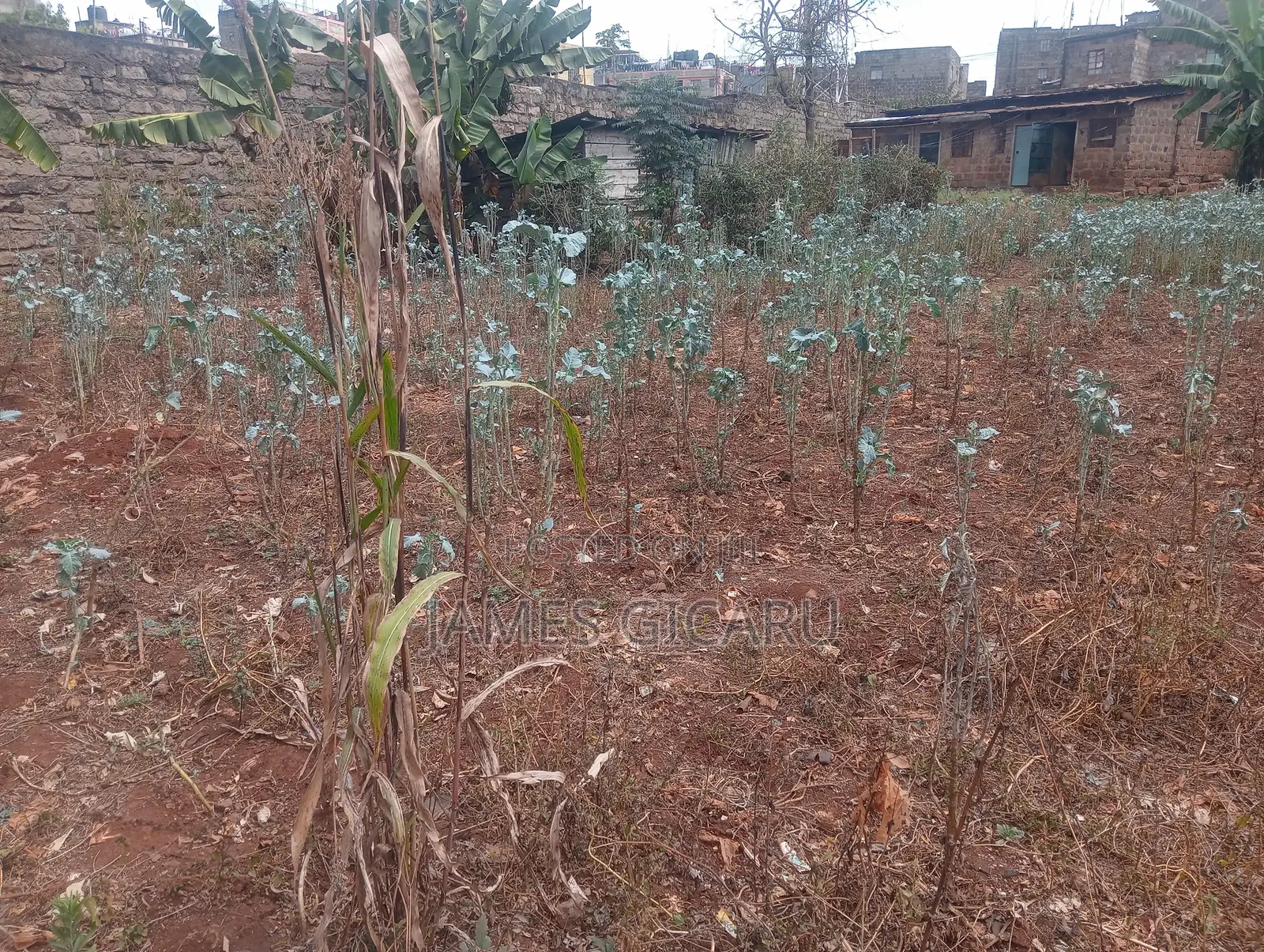 Githurai 44 100 by 100 Commercial Plot