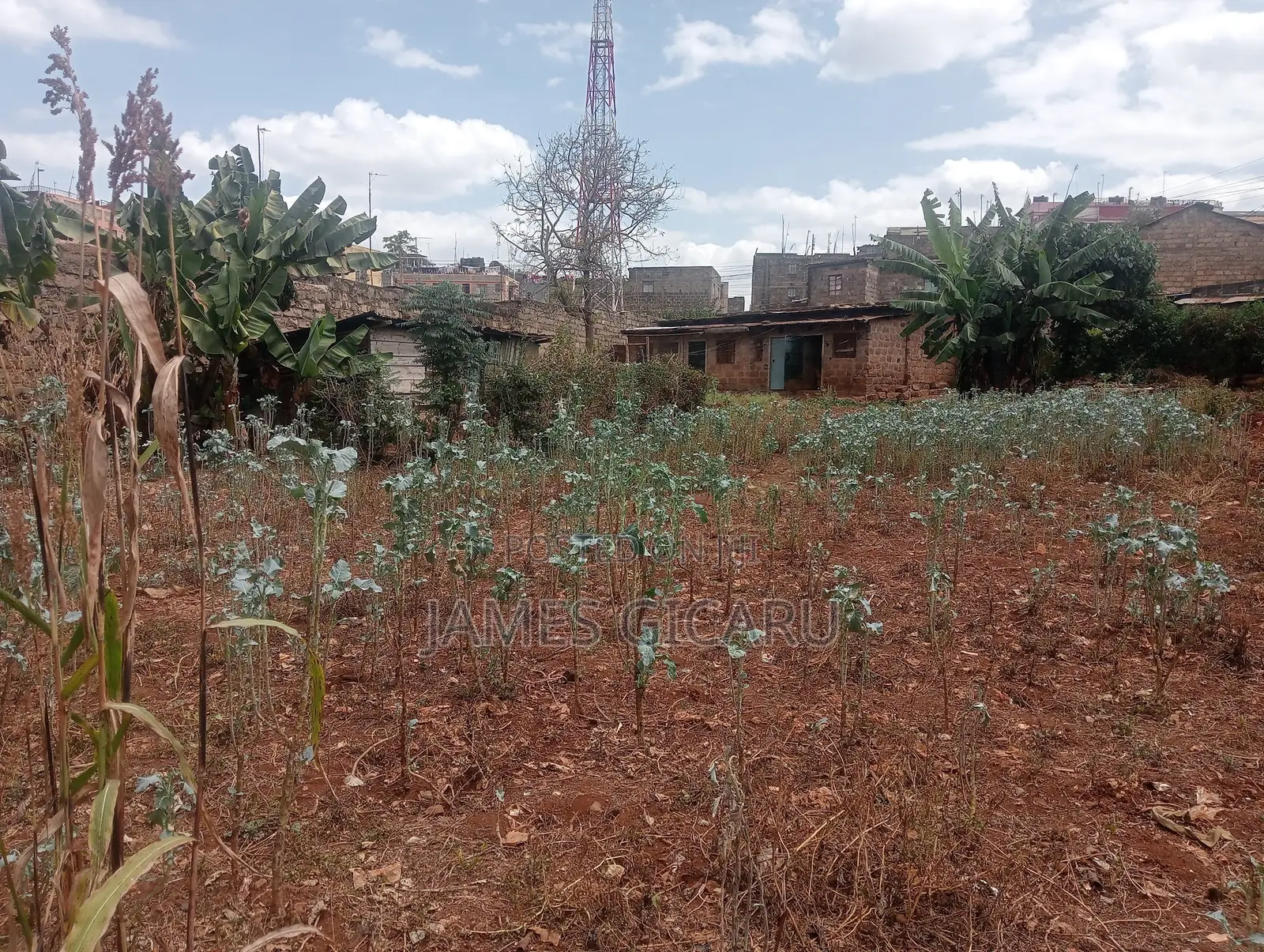 Githurai 44 100 by 100 Commercial Plot