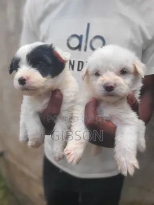 1-3 months Female Purebred Havanese