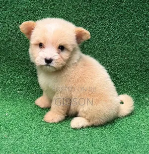 1-3 months Male Purebred Havanese