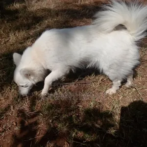 6-12 months Female Purebred Chihuahua
