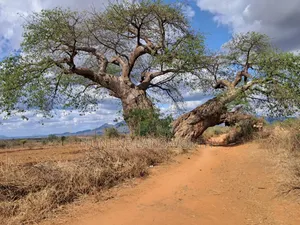 Embu County, Kiambere Cieria 6.5 Acres Agricultural Farm