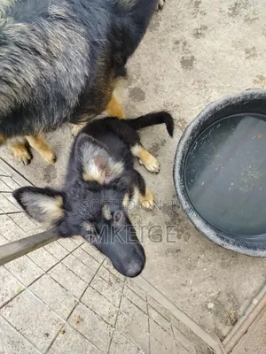 3-6 months Female Purebred German Shepherd