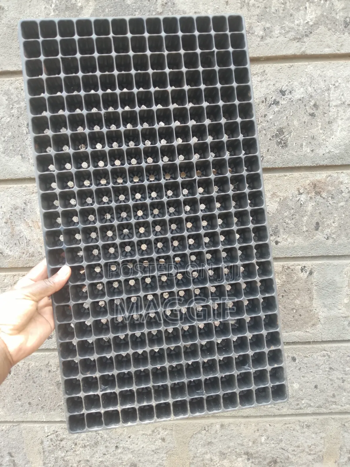Seedlings Trays