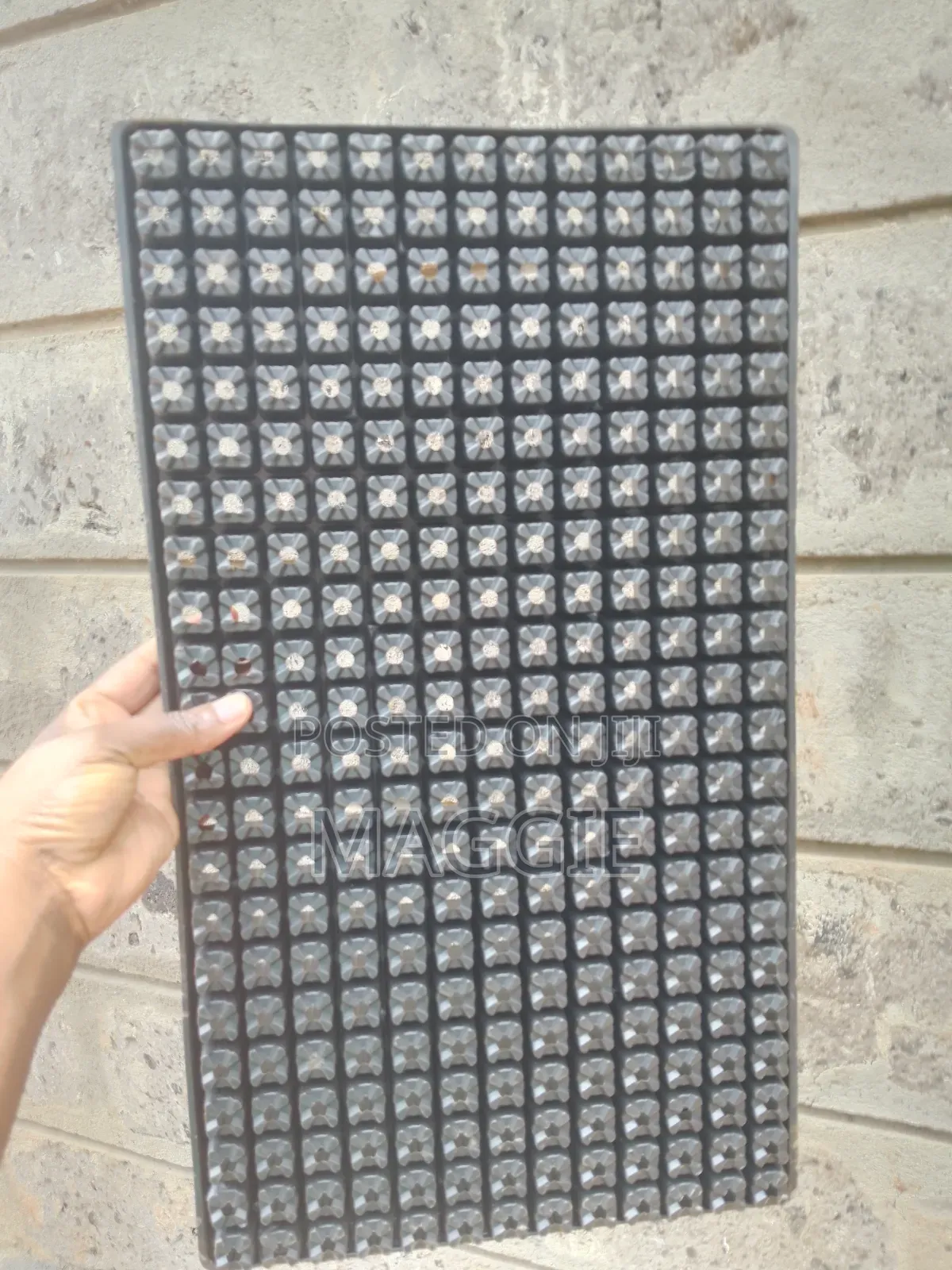 Seedlings Trays