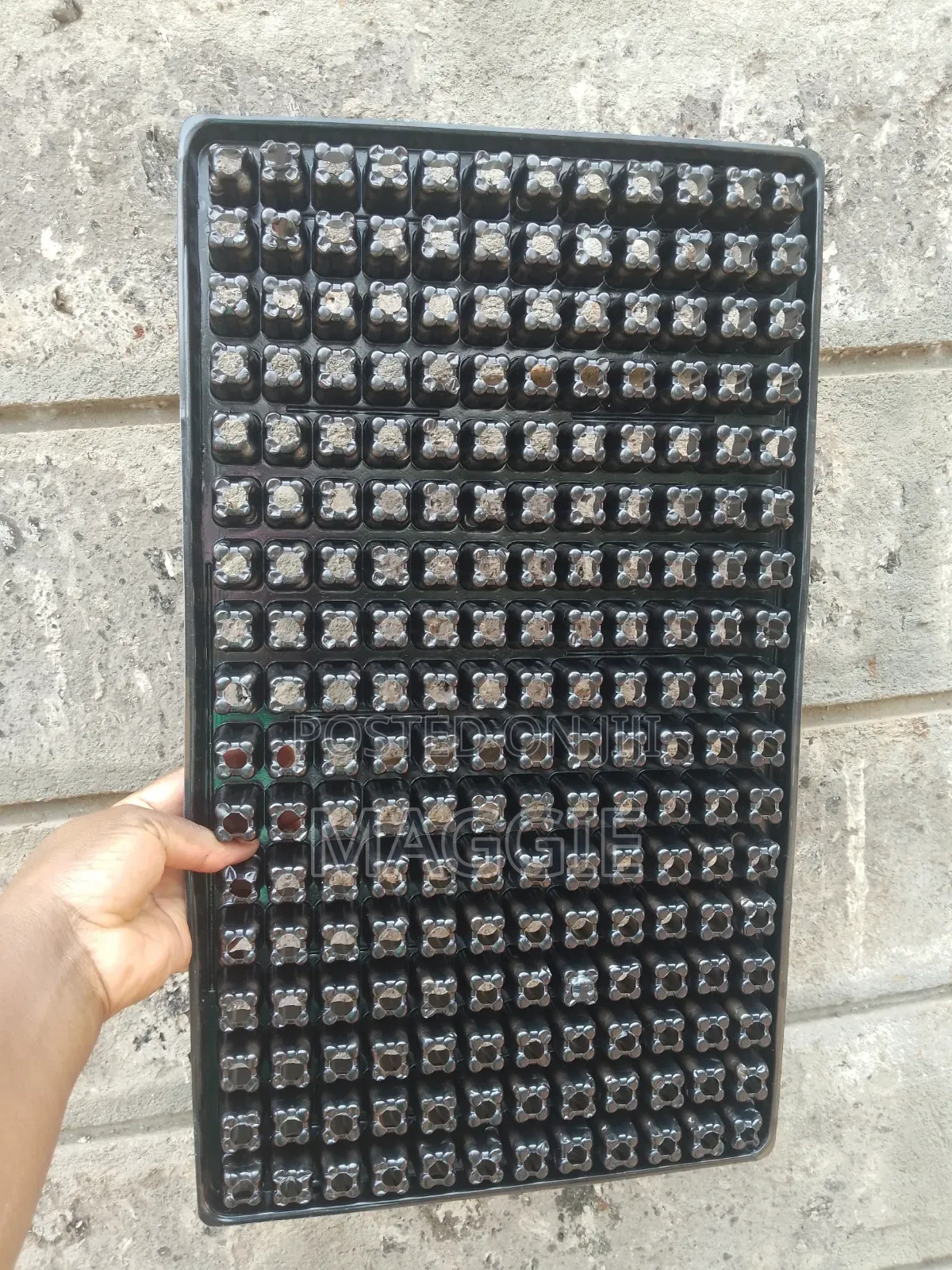 Seedlings Trays