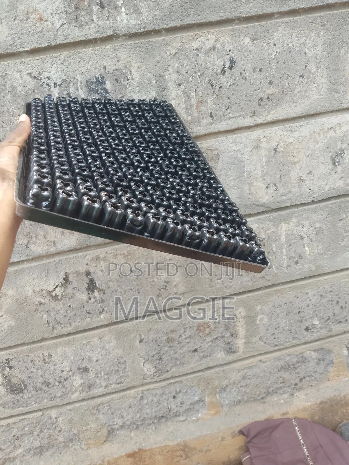 Seedlings Trays