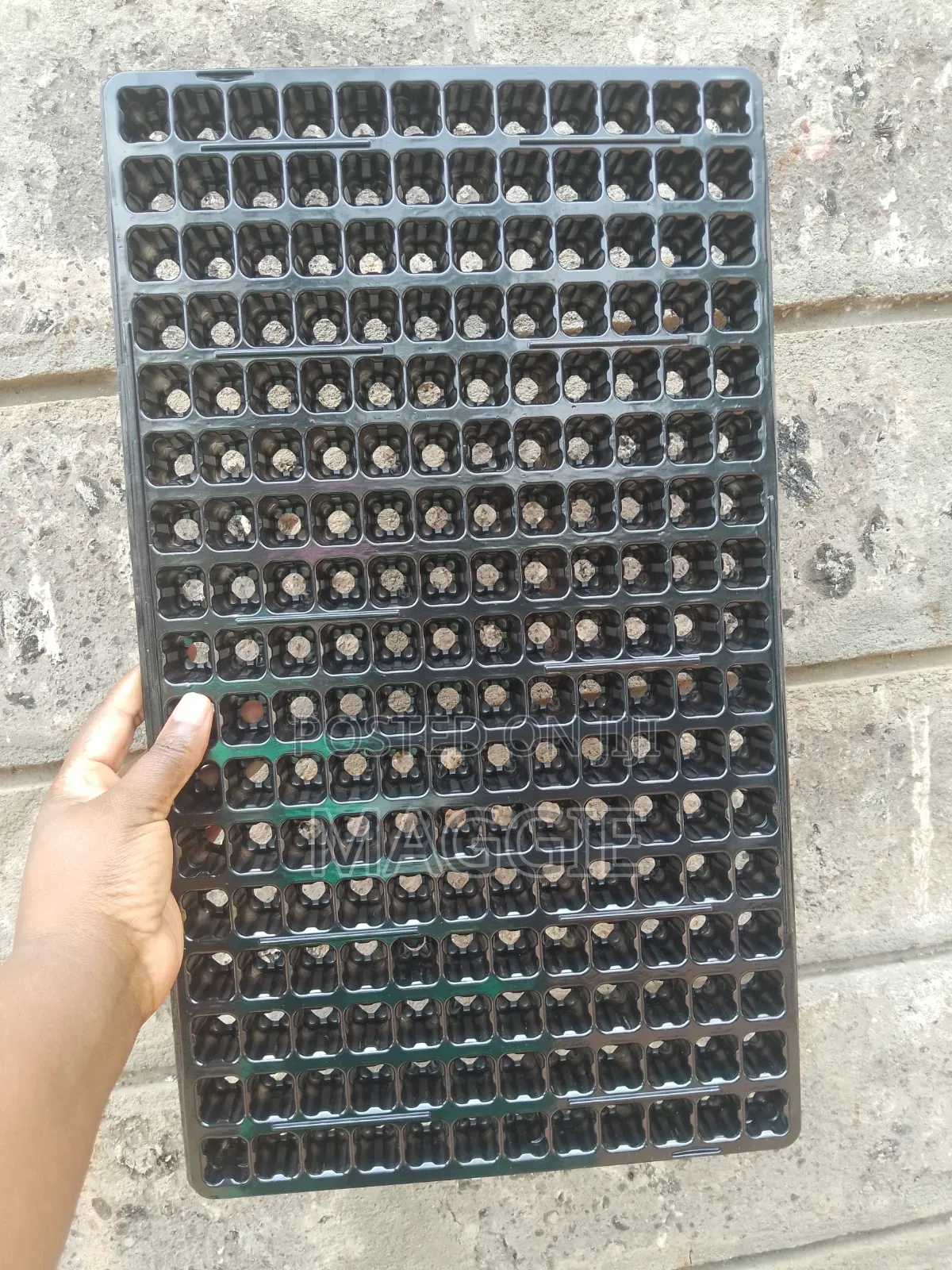 Seedlings Trays