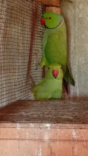 Green Indian Ringnecks