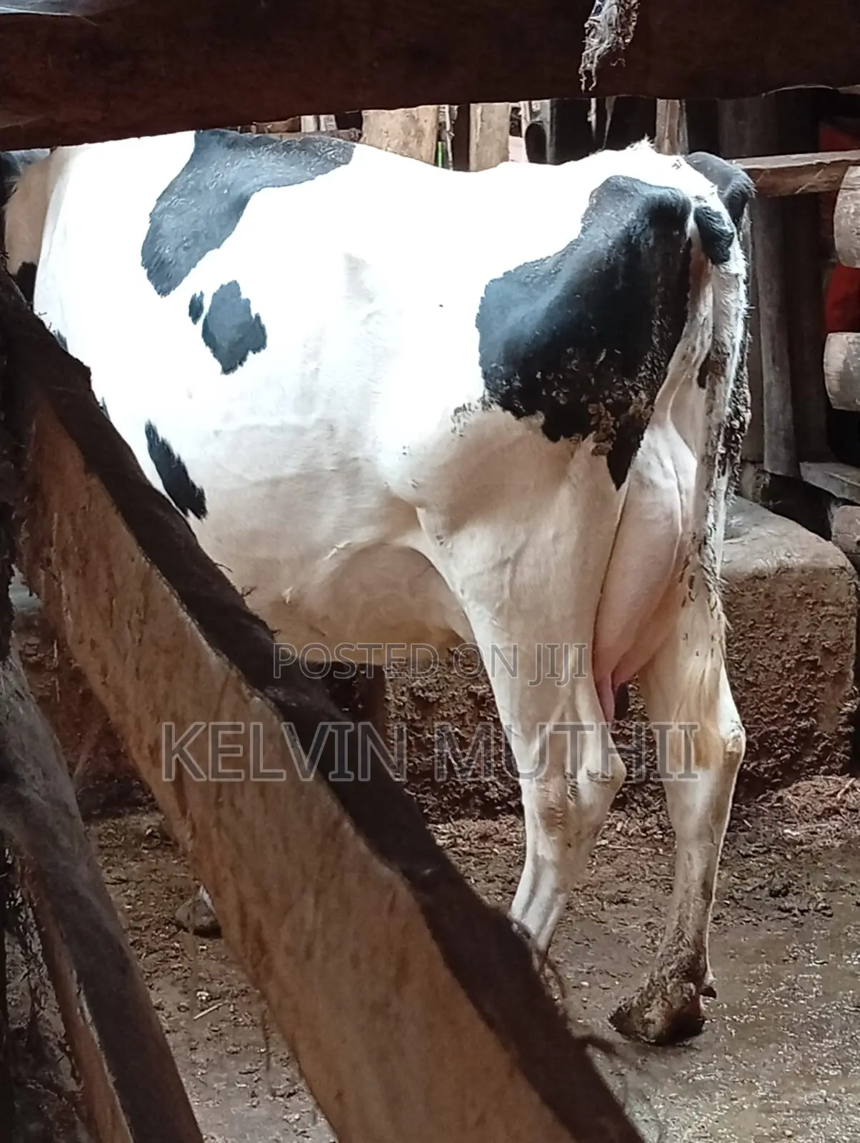 Dairyfarming