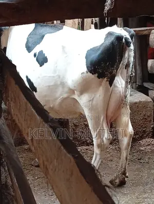 Dairyfarming