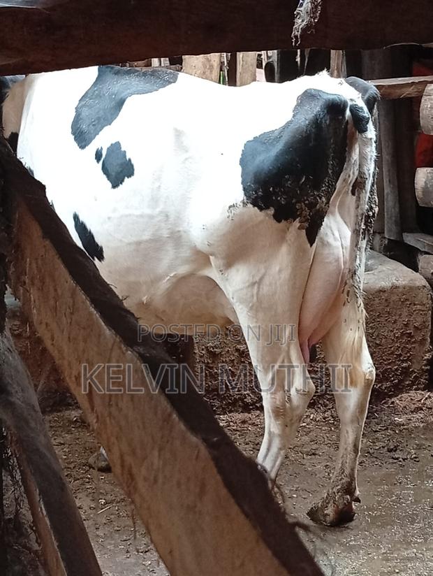Dairyfarming - main view
