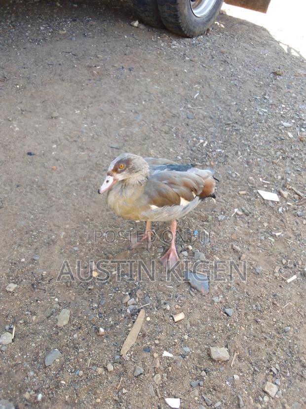 Egyptian Goose - thumbnail 3