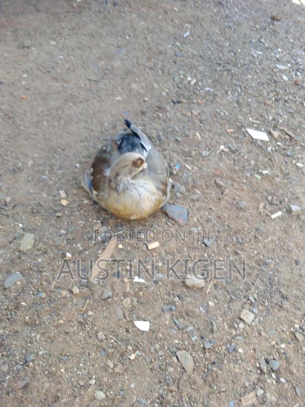 Egyptian Goose - thumbnail 4
