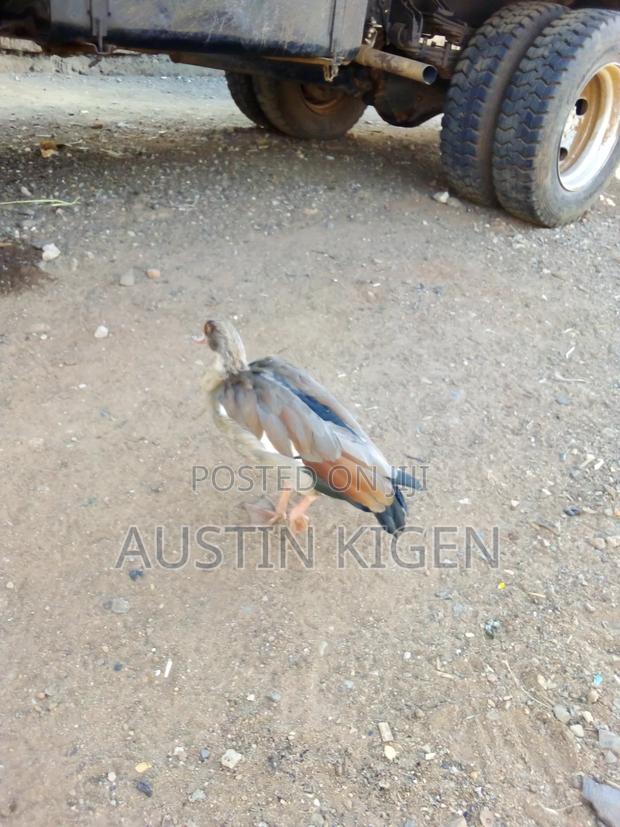 Egyptian Goose - thumbnail 6