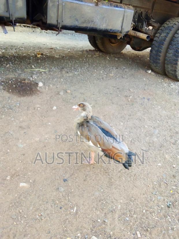 Egyptian Goose - thumbnail 7