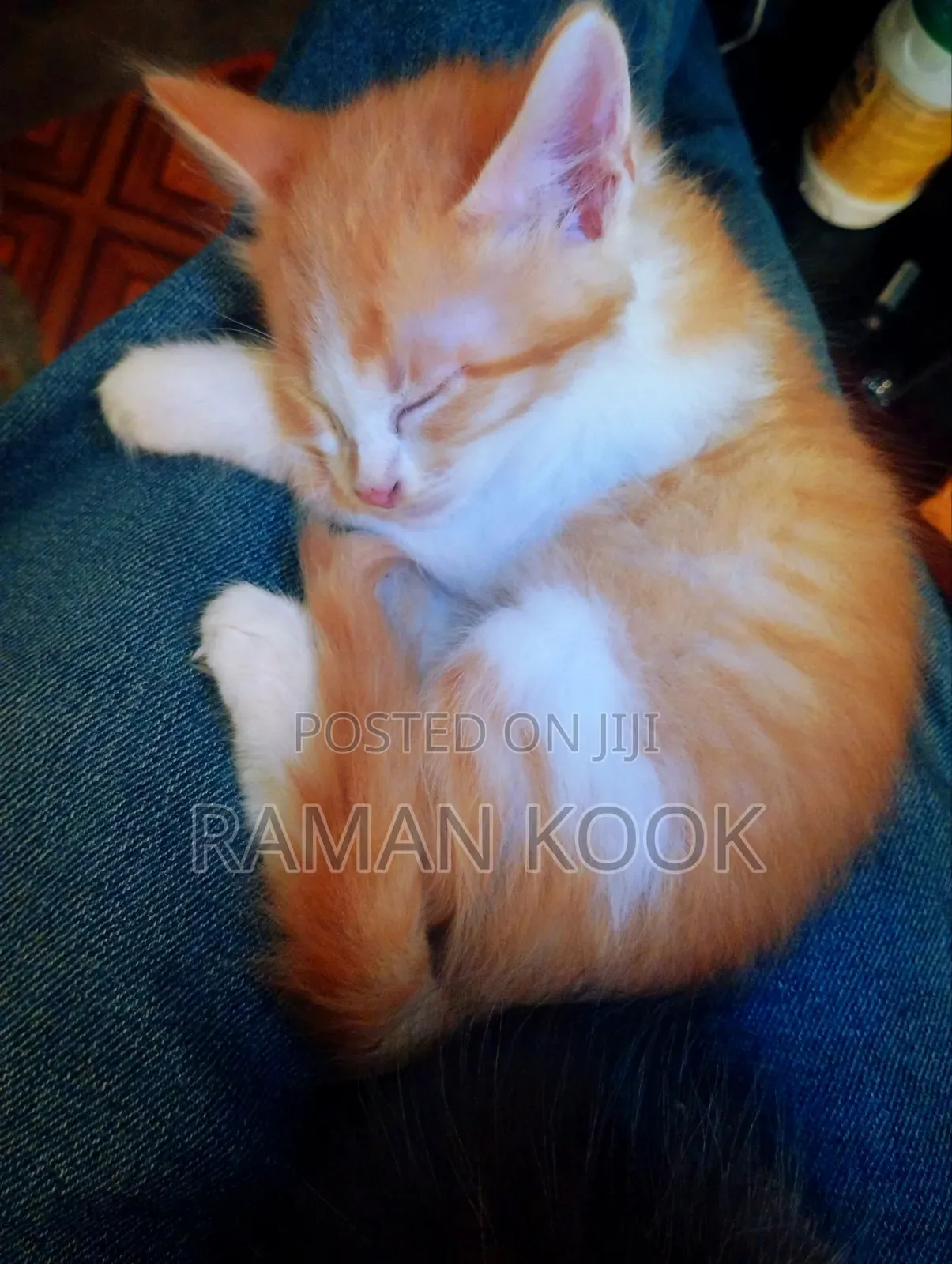 1-3 months Male Purebred Tabby