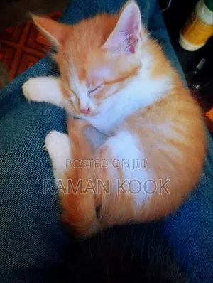 1-3 months Male Purebred Tabby