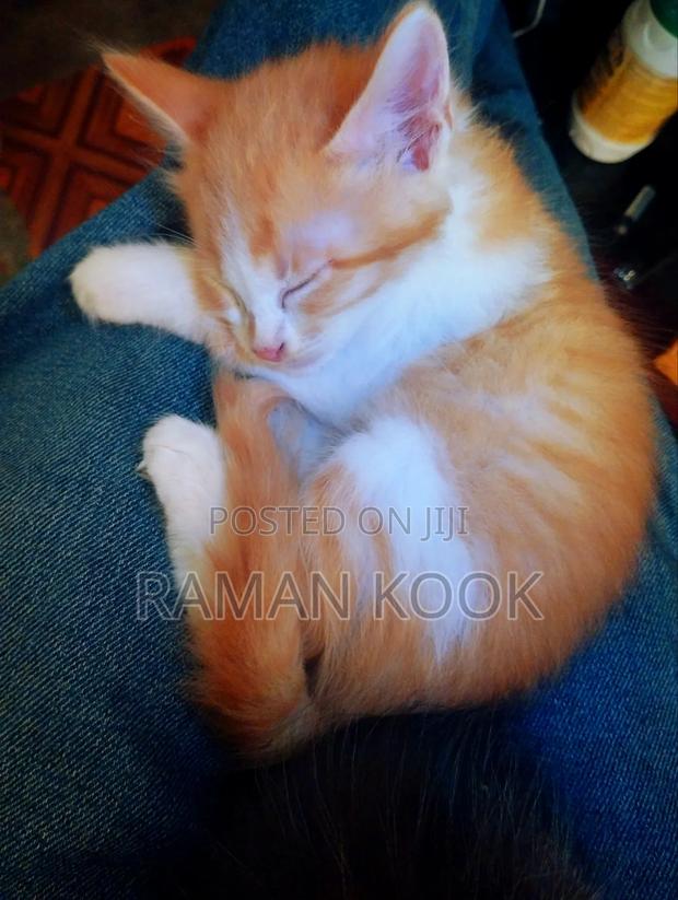 1-3 months Male Purebred Tabby