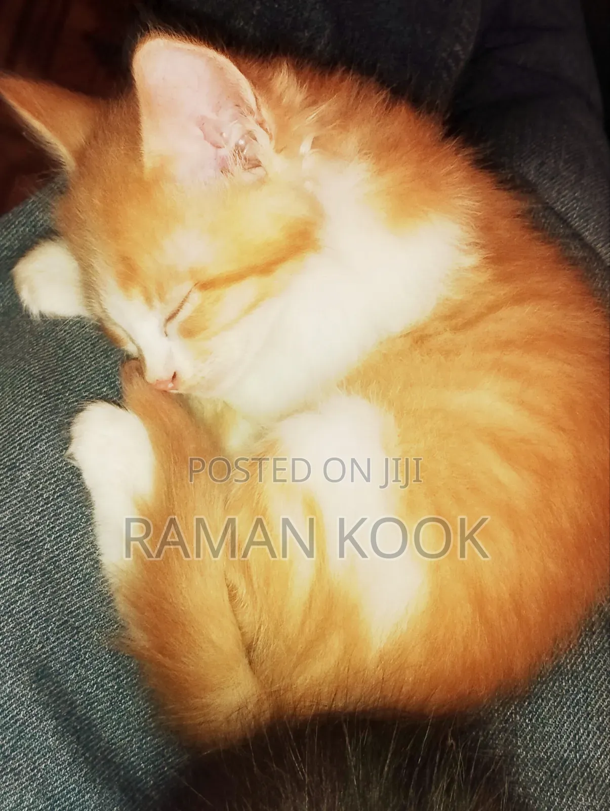 1-3 months Male Purebred Tabby
