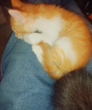 1-3 months Male Purebred Tabby