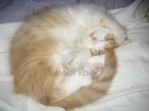 1-3 months Male Purebred Tabby