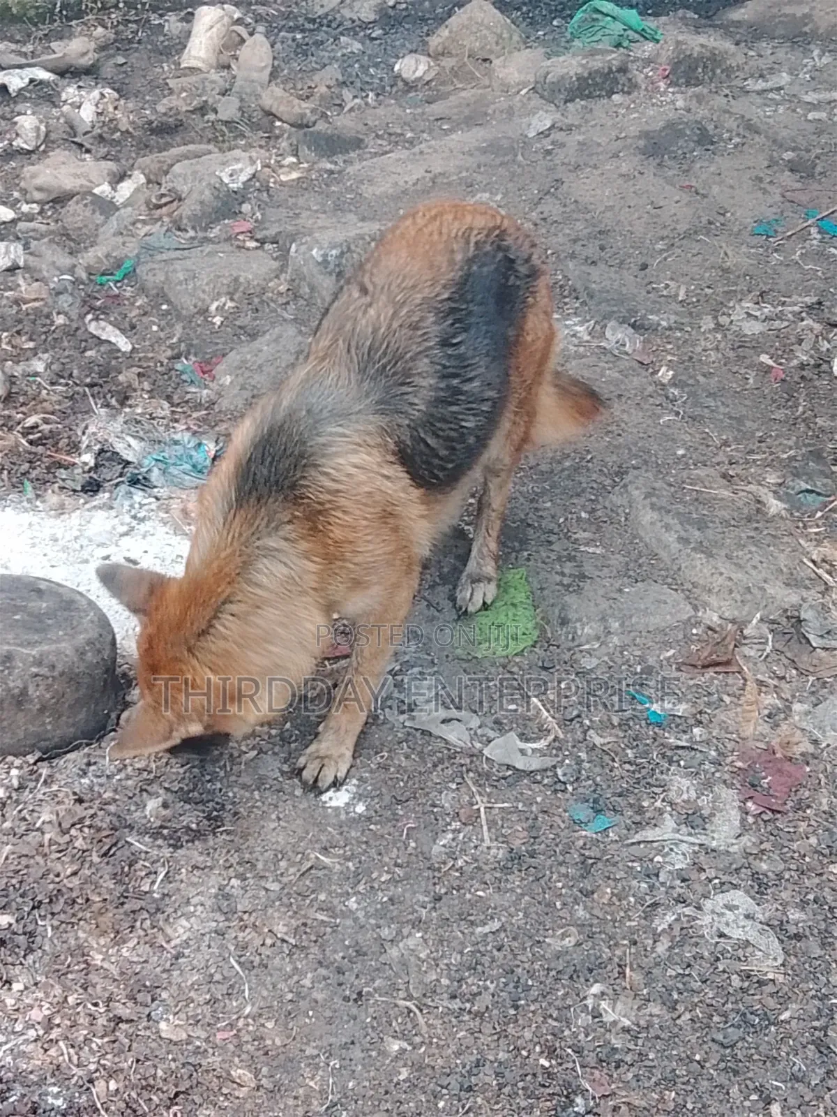 1+ year Female Purebred German Shepherd