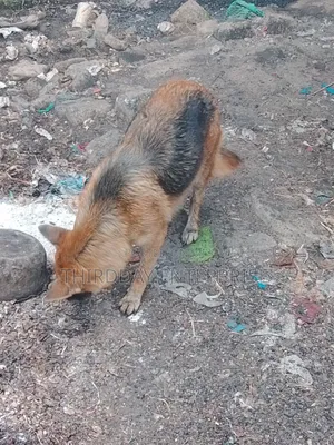 1+ year Female Purebred German Shepherd