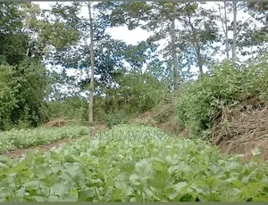 Kantafu Kangundo Road