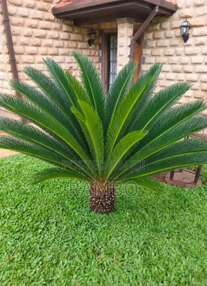 Professional Landscaping & Gardening Services Kenya | Lawn Etc
