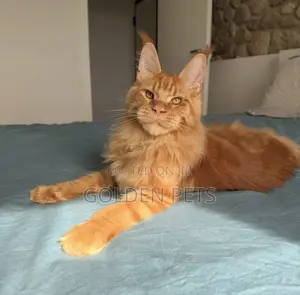 3-6 months Male Purebred Maine Coon